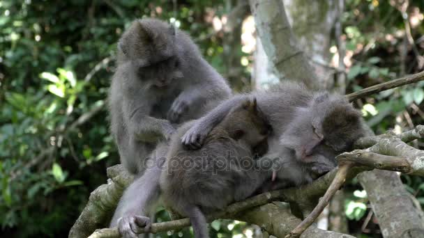 猴子家族梳蚤的雨林 — 图库视频影像