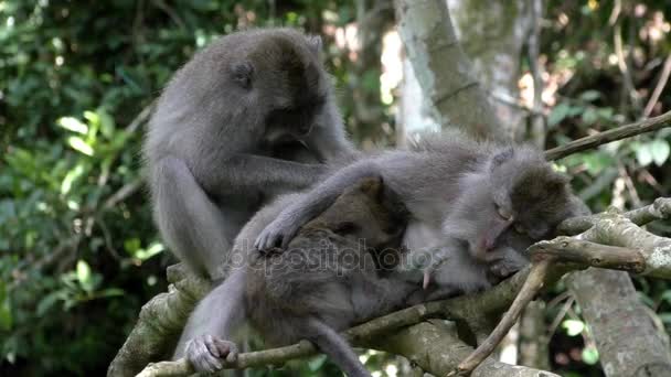 Affenfamilie kämmt Flöhe im Regenwald — Stockvideo