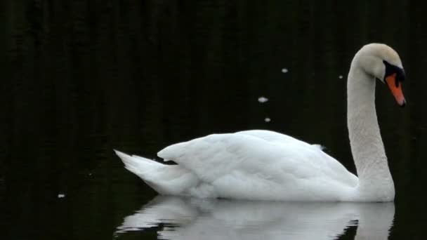 Cygne muet nageant dans l'eau sombre 