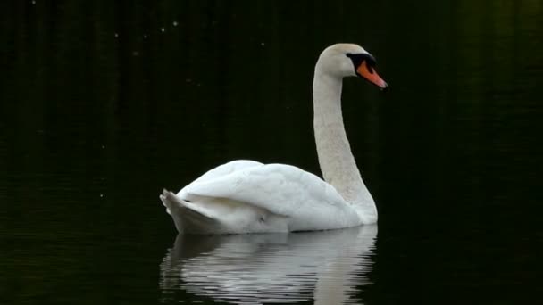 Cygne muet nageant dans l'eau sombre 