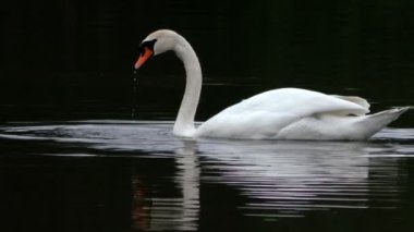 Sessiz kuğu yüzme ve karanlık suda balıkçılık