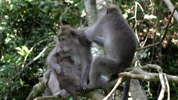 Małpa rodziny grzebienia pcheł w lesie deszczowym — Wideo stockowe