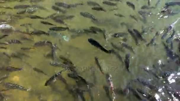 Cardume de peixe, vista superior — Vídeo de Stock