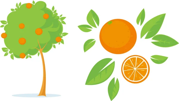 Orange Tree Flat Design Illustration — Stock Vector