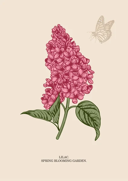 Lilac Květinové Pozadí Vektorová Ilustrace — Stockový vektor