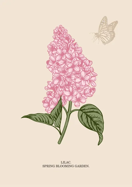 Lilac Branch Floral Background Vector Illustration — ストックベクタ