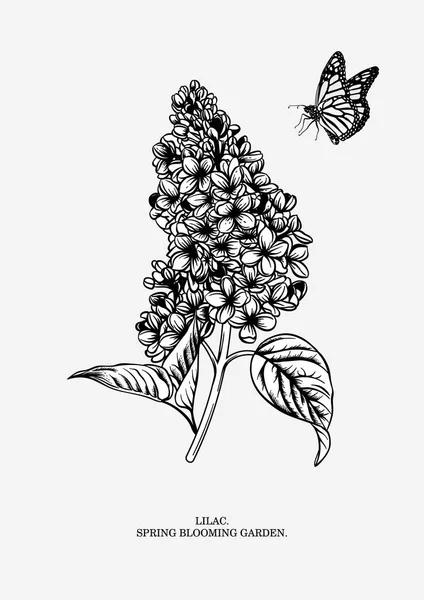 Ramo Lilás Fundo Floral Ilustração Vetorial —  Vetores de Stock