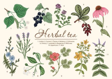 Wild flowers. Herbal tea. Vector illustration. clipart
