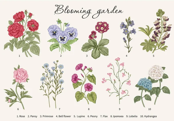 開花する庭 ベクターイラスト — ストックベクタ