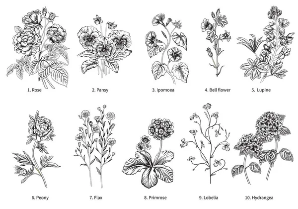 Jardín Floreciente Ilustración Vectorial — Archivo Imágenes Vectoriales