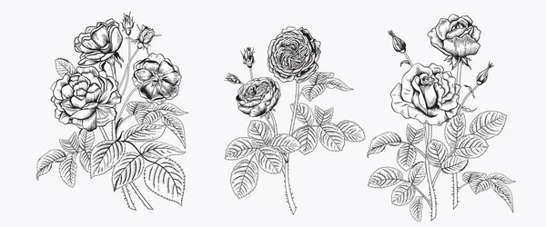 Rosas Jardín Floreciente Ilustración Vectorial — Archivo Imágenes Vectoriales