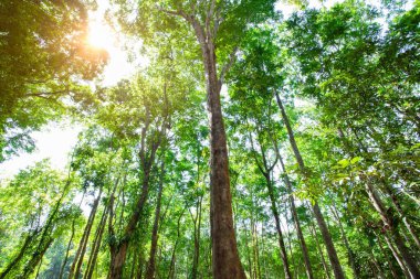 Ağacın arka planı ya da güneşli yeşil orman. Orman endüstrisi. Kereste işi. Doğallığı dünyaya sakla.