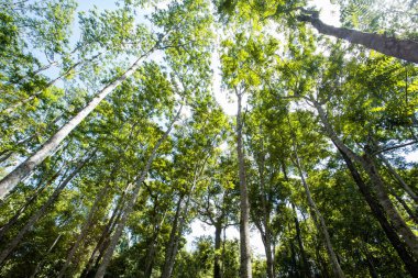Ağacın arka planı ya da güneşli yeşil orman. Orman endüstrisi. Kereste işi. Doğallığı dünyaya sakla.