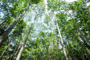Ağacın arka planı ya da güneşli yeşil orman. Orman endüstrisi. Kereste işi. Doğallığı dünyaya sakla.