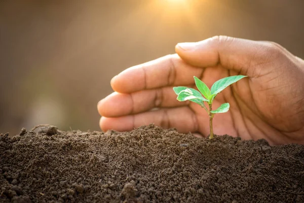 A hands protecting plant growing on soil.protect nature and environment concept. Earth sustainable.