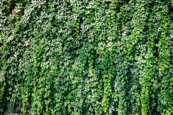The wall is overgrown with decorative grapes. — Stok fotoğraf