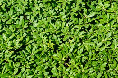 Bahçede yeşil Pittosporum tobira yaprakları.