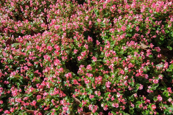 Pink begonia flowers in the summer garden. — Stock Photo, Image