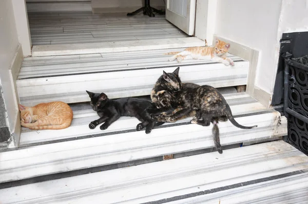 Барвистий кіт з кошенятами на порозі (Туреччина).. — стокове фото