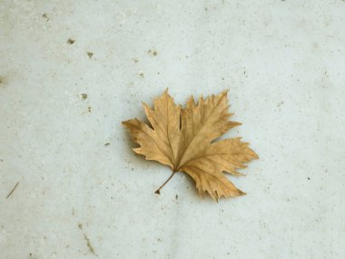 Taş yüzeyinde kurumuş çınar yaprağı.