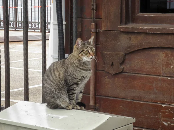 Um gato tabby cinza de rua senta-se em um bollard . — Fotografia de Stock