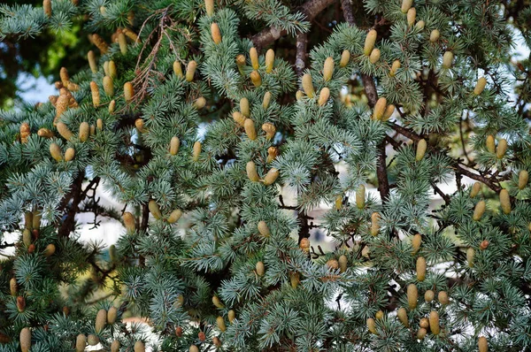 Cones jovens nos ramos de um abeto verde . — Fotografia de Stock