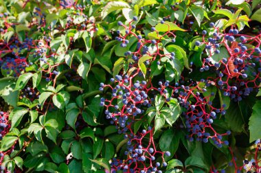 Yeşil çalılıklarda mavi üzümler.