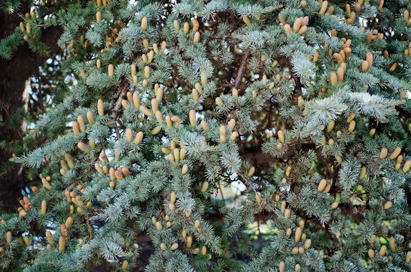 Un grand nombre de cônes sur les branches de l'épinette . — Photo