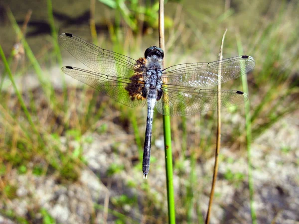 Dragonfly on a green stalk in the garden. — Stock Photo, Image