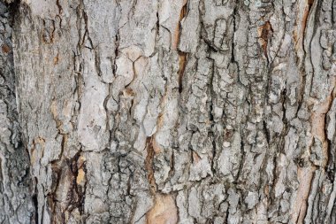 The texture of the bark of chestnut.