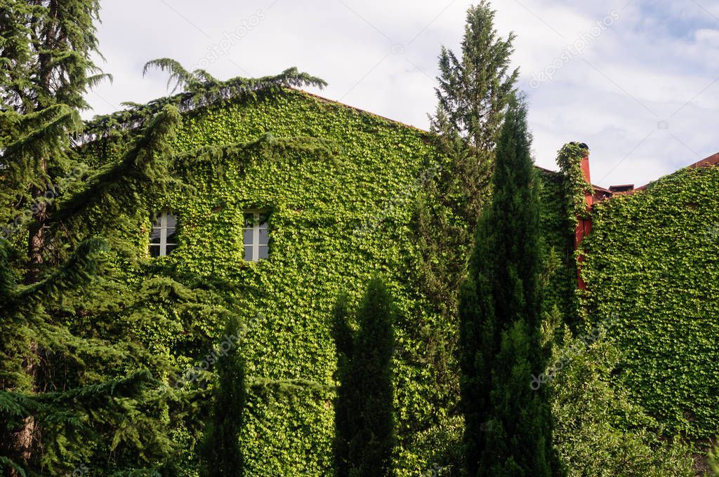 The Virginia creeper completely covers the house.