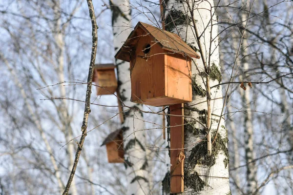 Birdhouse su un tronco di betulla nella foresta . — Foto Stock