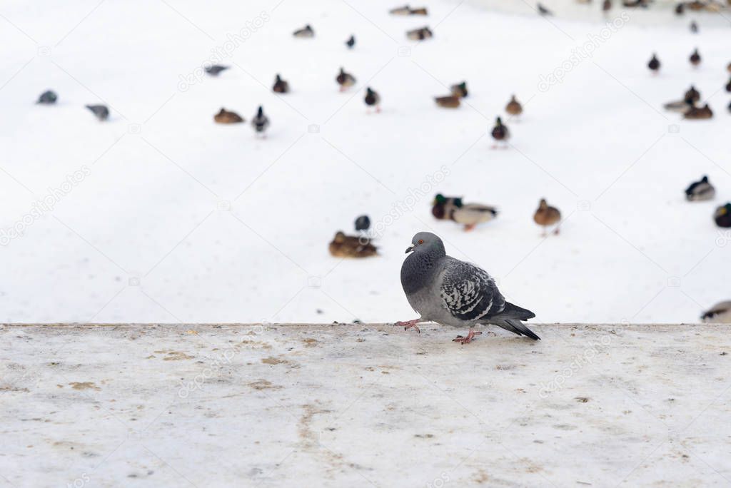 Proud pigeon is going on a dirty snow.