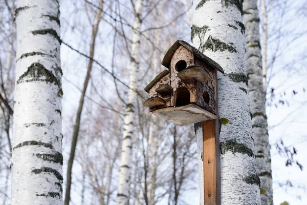 Birdhouse sulla betulla in inverno, Russia . — Foto Stock