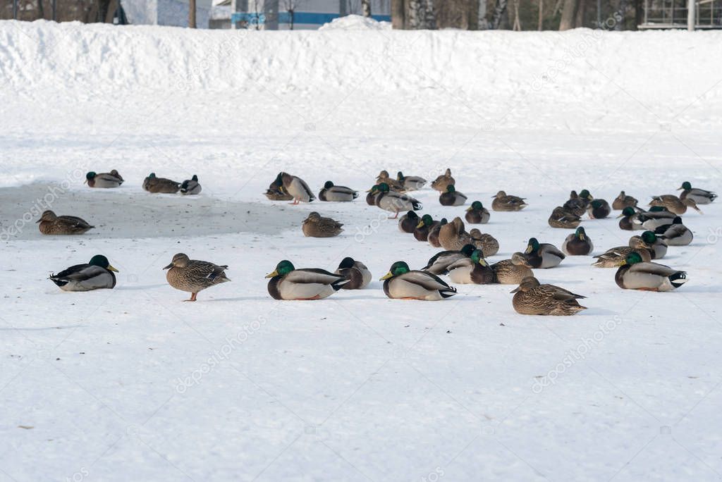 Ducks on the ice of a frozen pond.