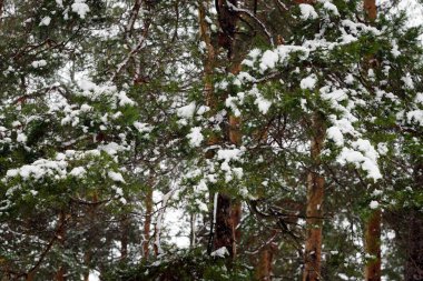Yeşil çam dallarında beyaz kar, arka plan.