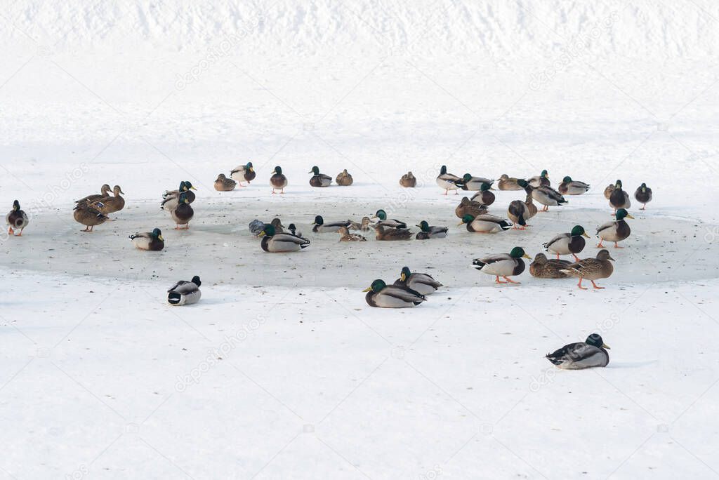 Ducks near an ice hole on a lake in winter.