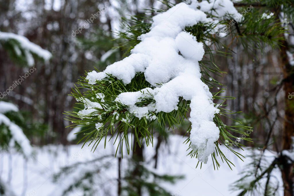 Snow on a pine branch in a winter forest.
