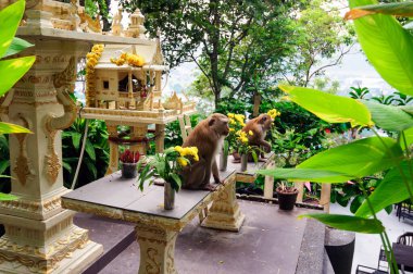 Tayland, Phuket 'teki Maymun Tepesi' nde Macaklar.