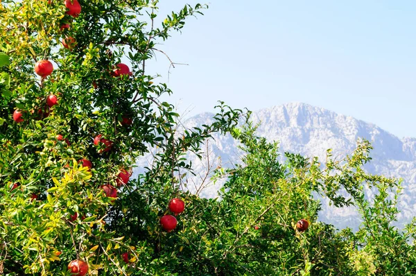 Rote reife Früchte auf einem Granatapfelbaum. — Stockfoto