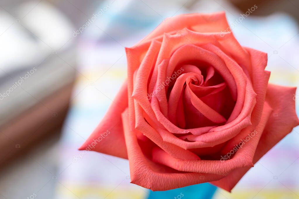 Top view beautiful scarlet rose flower, soft focus.