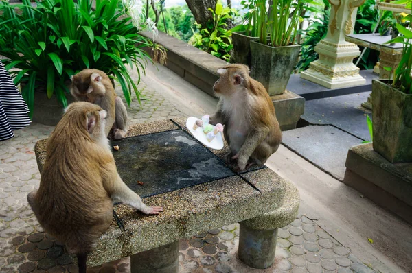 Małpa Lodami Parku Phuket Tajlandia — Zdjęcie stockowe