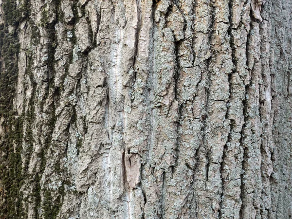 Rindenstruktur Einer Alten Pappel Hintergrund — Stockfoto