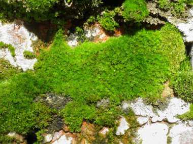 Eski duvarın taşlarında yeşil yosun var..