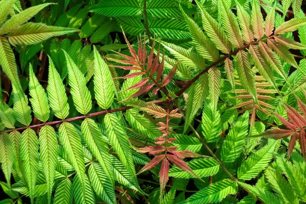 Ovanifrån gröna röda blad av sorbaria sorbifolia. — Stockfoto