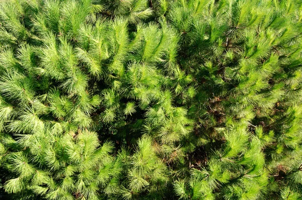 Πράσινα Κλαδιά Πεύκου Μεγάλες Βελόνες Φόντο — Φωτογραφία Αρχείου
