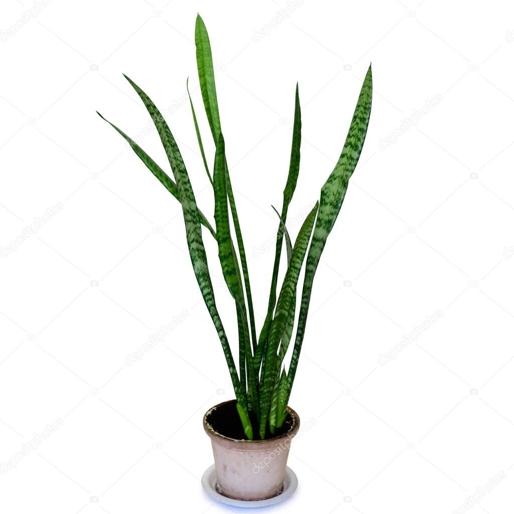 Indoor plant sansevieria in a ceramic pot, isolated on white background.