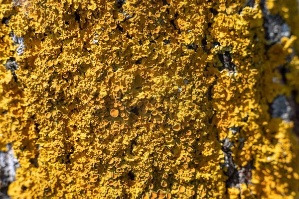 Licen Amarillo Brillante Tronco Árbol Bosque Fondo — Foto de Stock