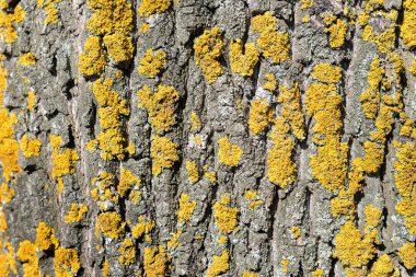 Söğüt ağacının kabuğunda sarı liken, arka planda.