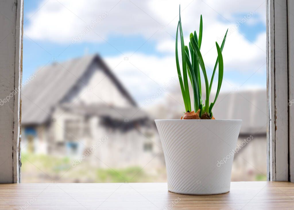 Green onions grow in a white ceramic pot on the windowsill, background.